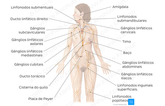 Lymphatic system (Portuguese)