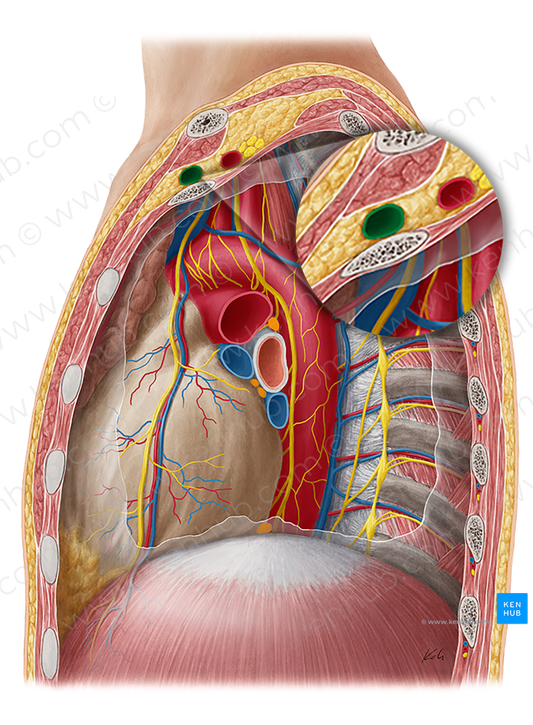 Left subclavian vein (#10602)