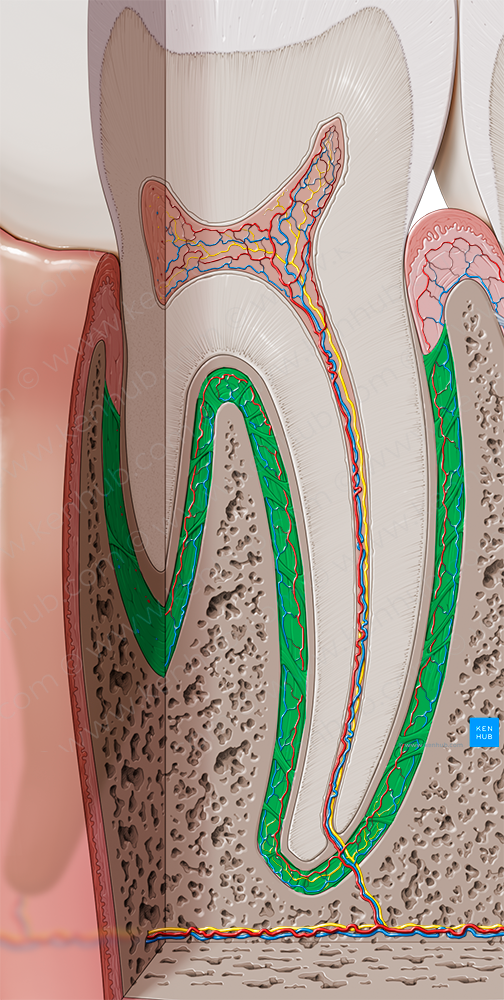 Periodontal ligament (#4595)