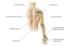 Main nerves of the upper limb - posterior (German)