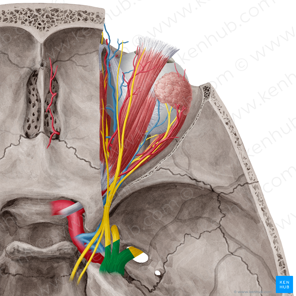 Trigeminal nerve (#6831)