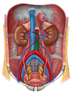 Abdominal aorta (#706)