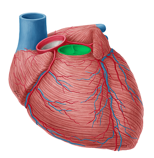 Pulmonary valve (#9912)
