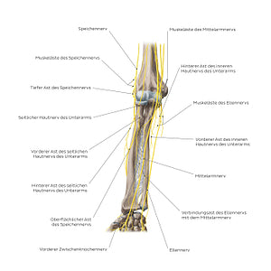 Nerves of the forearm: Anterior view (German)