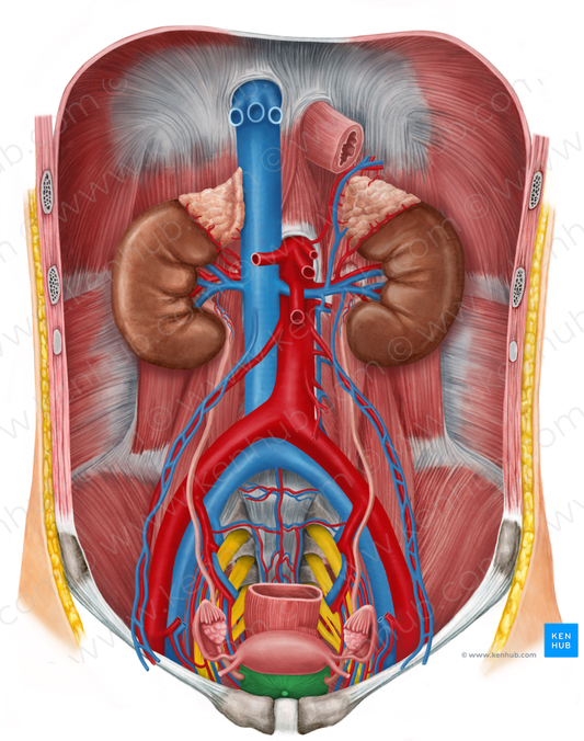 Urinary bladder (#10815)