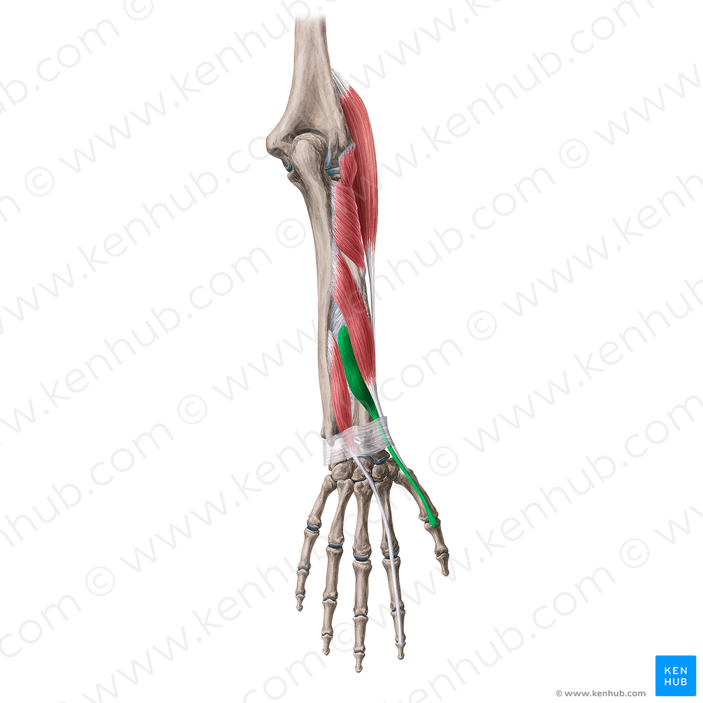 Extensor pollicis brevis muscle (#5342)