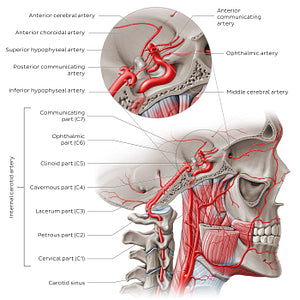 Arteries of the head: Internal carotid artery (English)