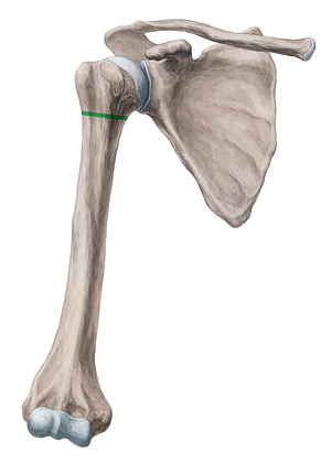 Surgical neck of humerus (#2676)
