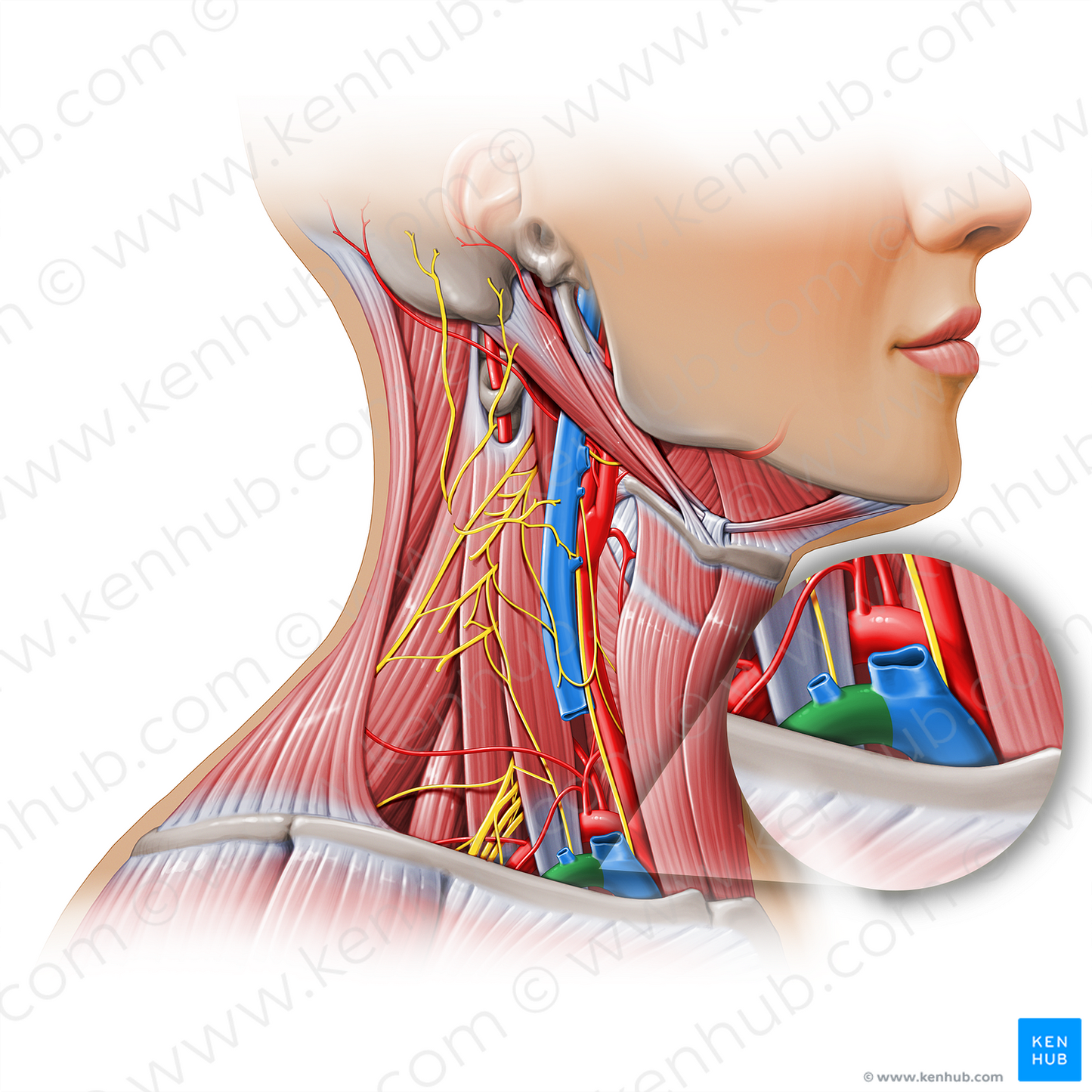 Subclavian vein (#11148)