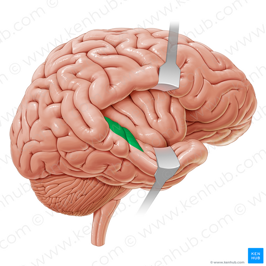 Primary auditory cortex (#21190)