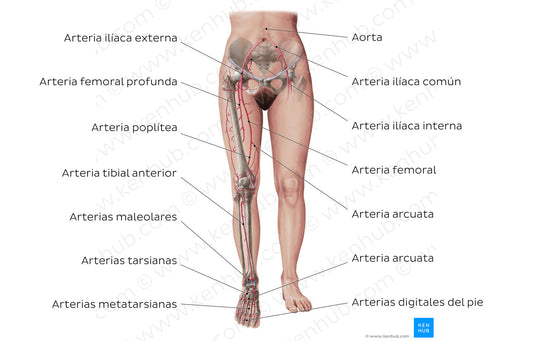 Main arteries of the lower limb (Spanish)