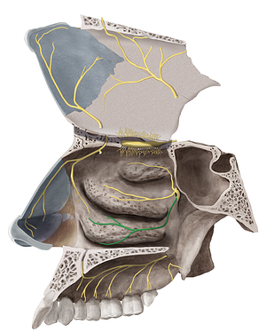 Inferior posterior nasal branches of pterygopalatine ganglion (#6584)