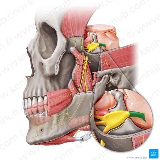 Sensory root of trigeminal nerve (#20453)