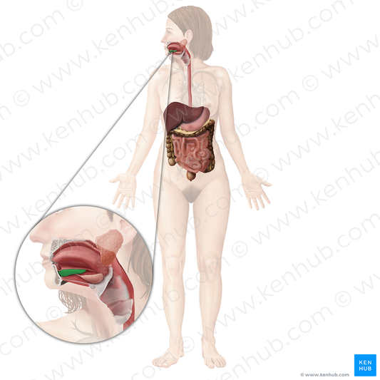 Sublingual gland (#4110)