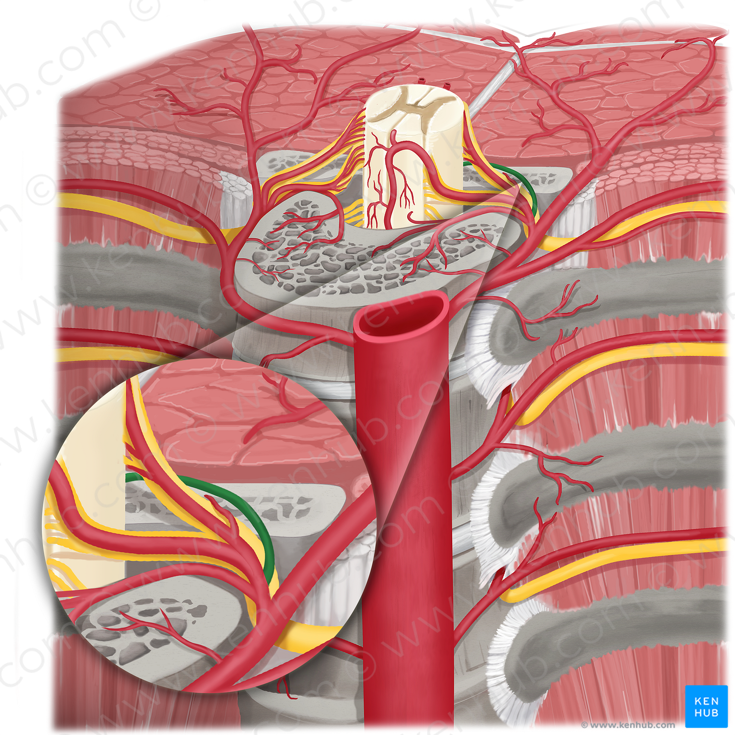 Prelaminar artery (#20197)