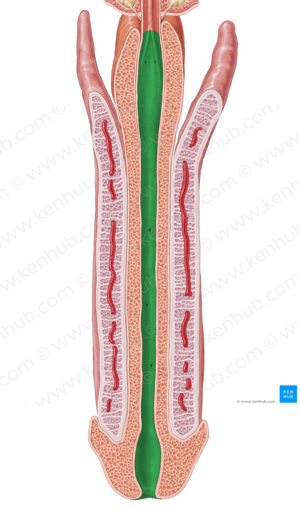 Spongy part of urethra (#7775)