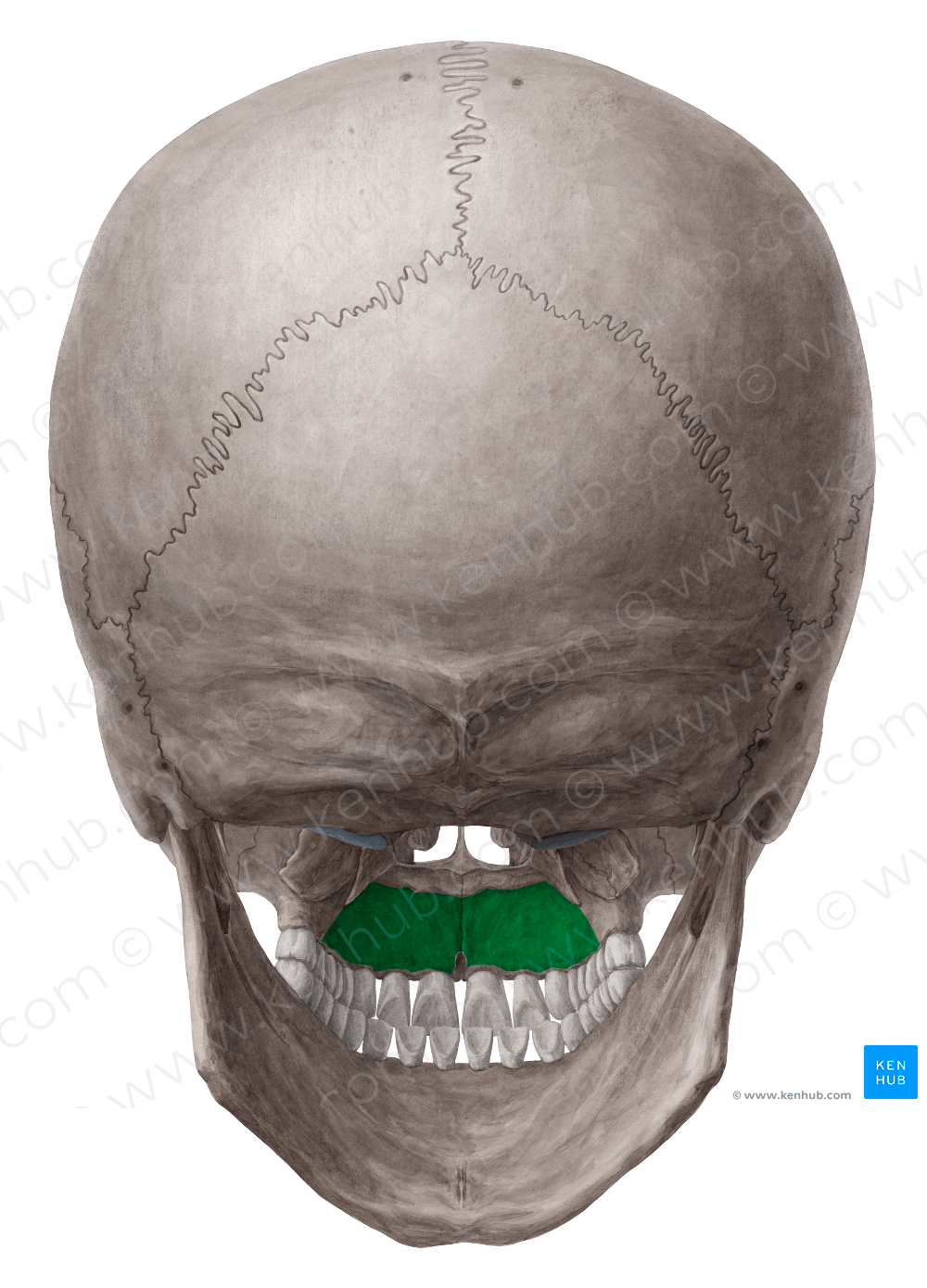 Palatine process of maxilla (#8234)