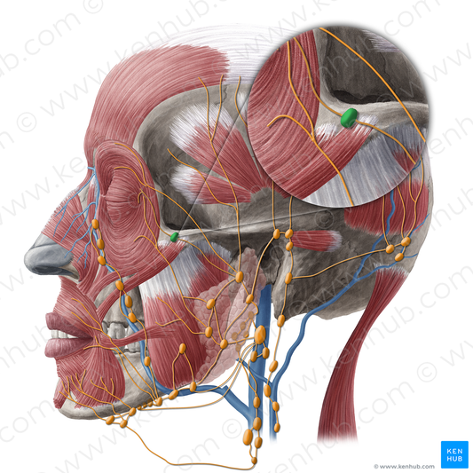 Malar lymph node (#20232)