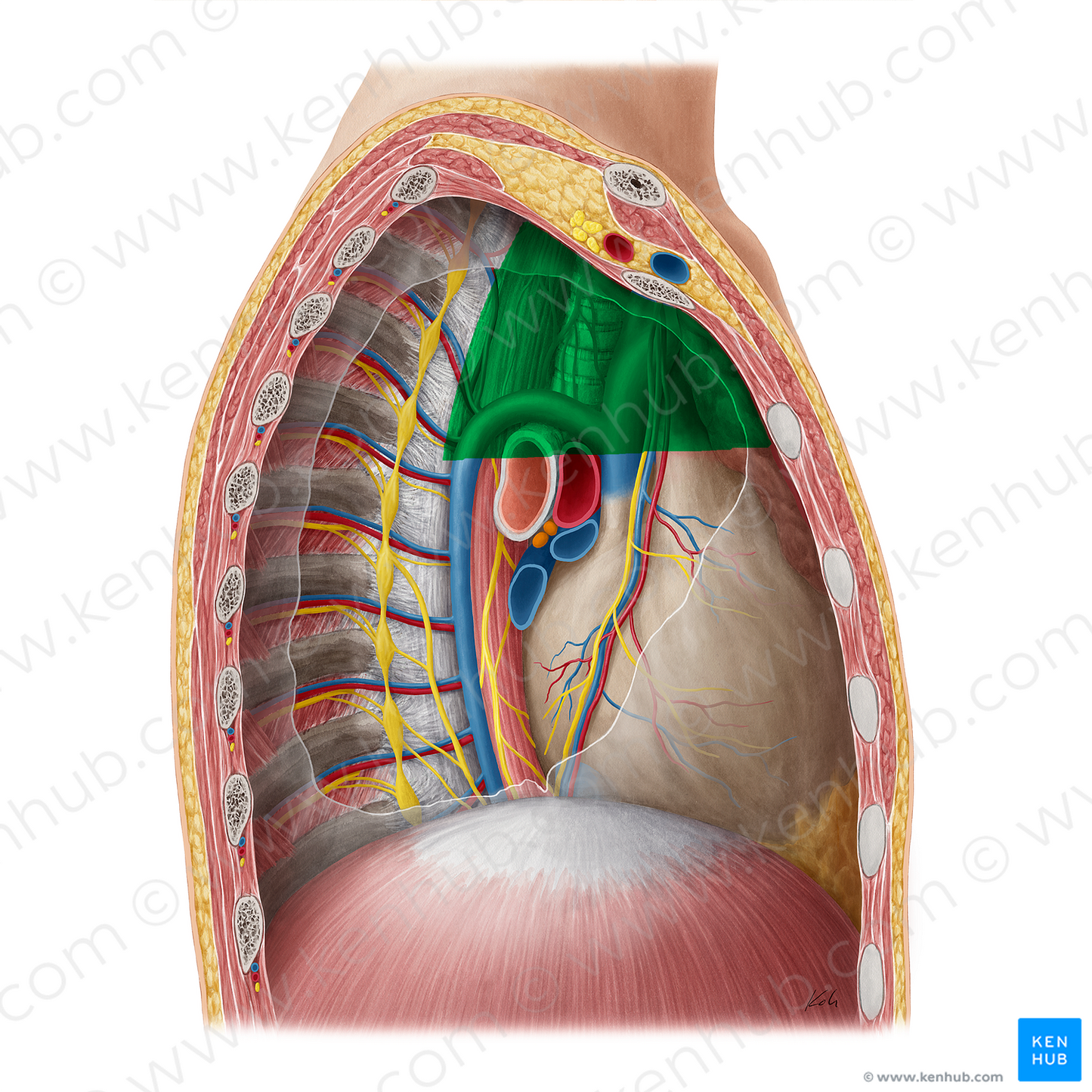 Superior mediastinum (#16203)