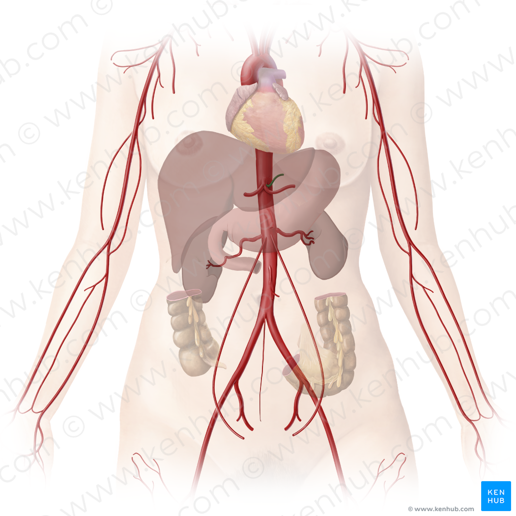 Left gastric artery (#1283)