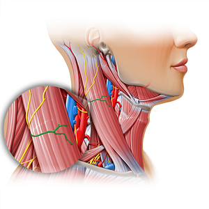 Transverse cervical nerve (#11160)