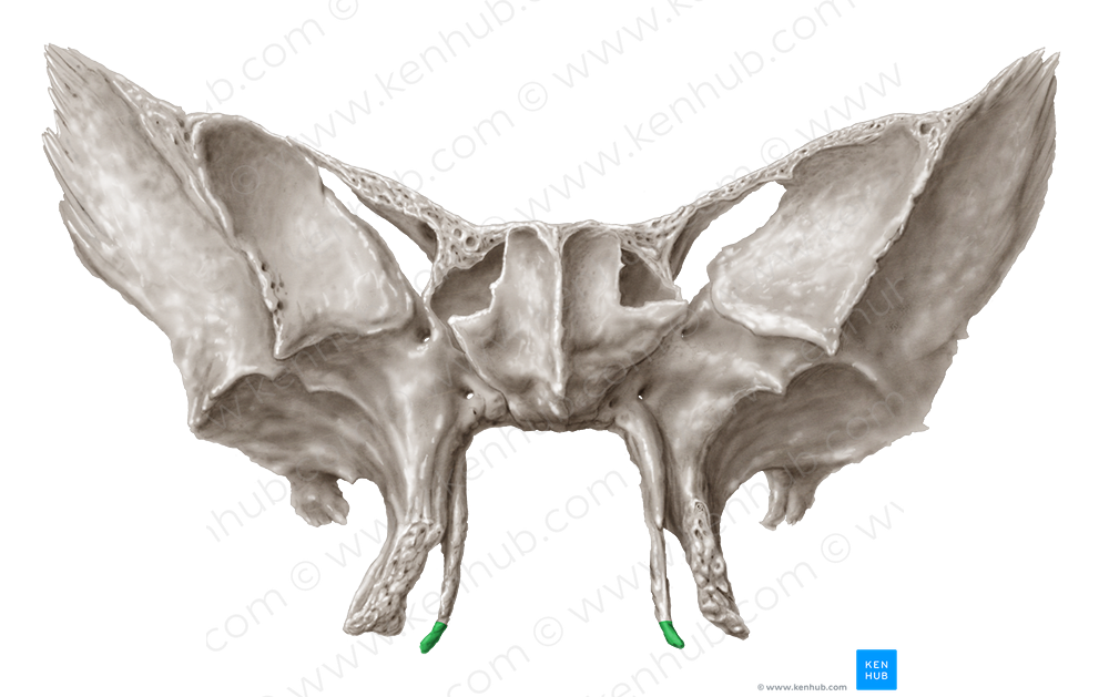 Pterygoid hamulus of sphenoid bone (#4218)