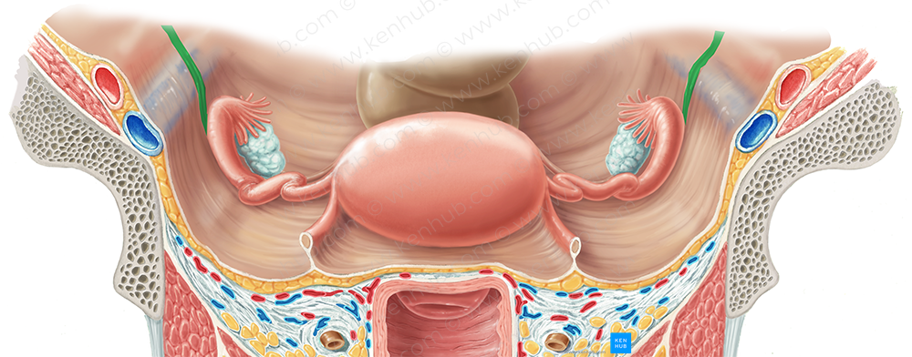 Ureter (#9842)