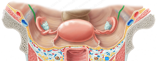 Ureter (#9842)