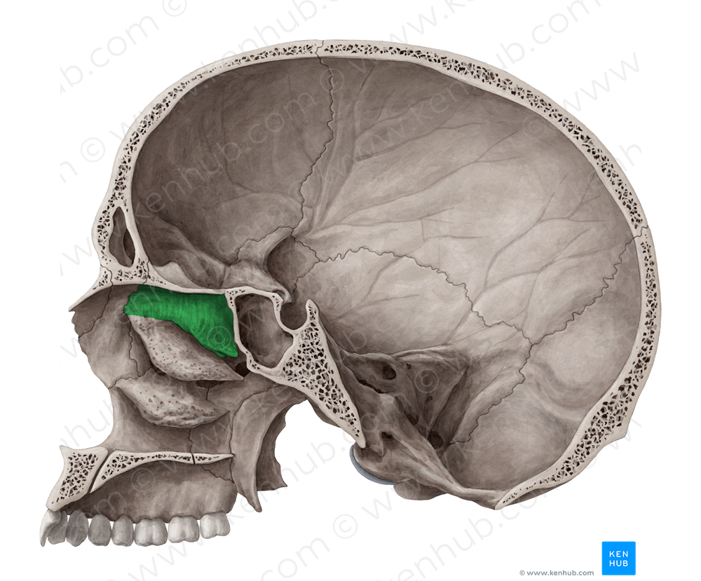 Superior nasal concha of ethmoid bone (#2805)