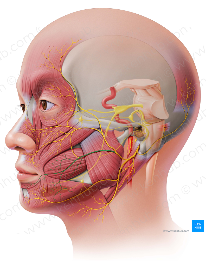 Buccal branches of facial nerve (#8477)