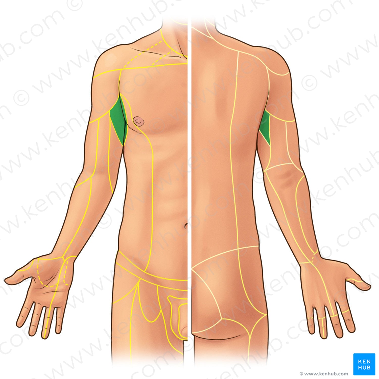 Intercostobrachial nerve (#21908)