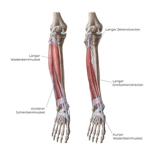 Muscles of the leg (Anterior view) (German)