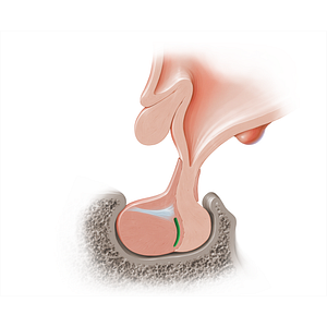 Hypophyseal cleft (#18208)