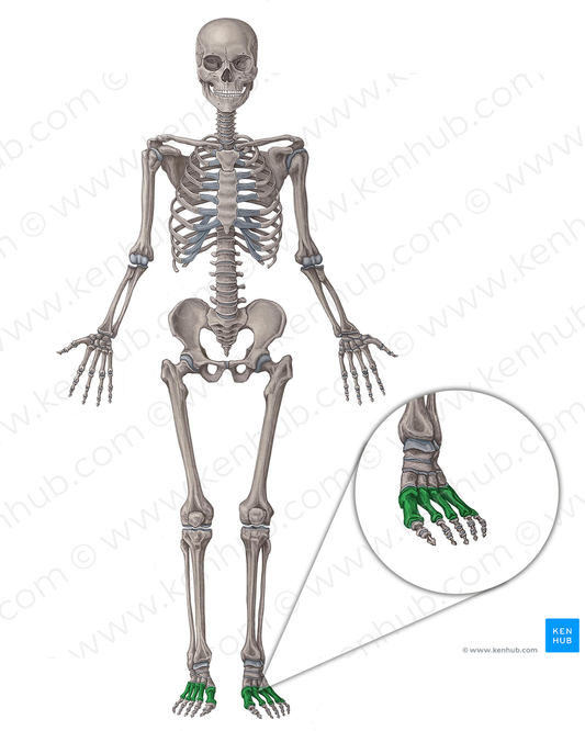 Metatarsal bones (#7501)