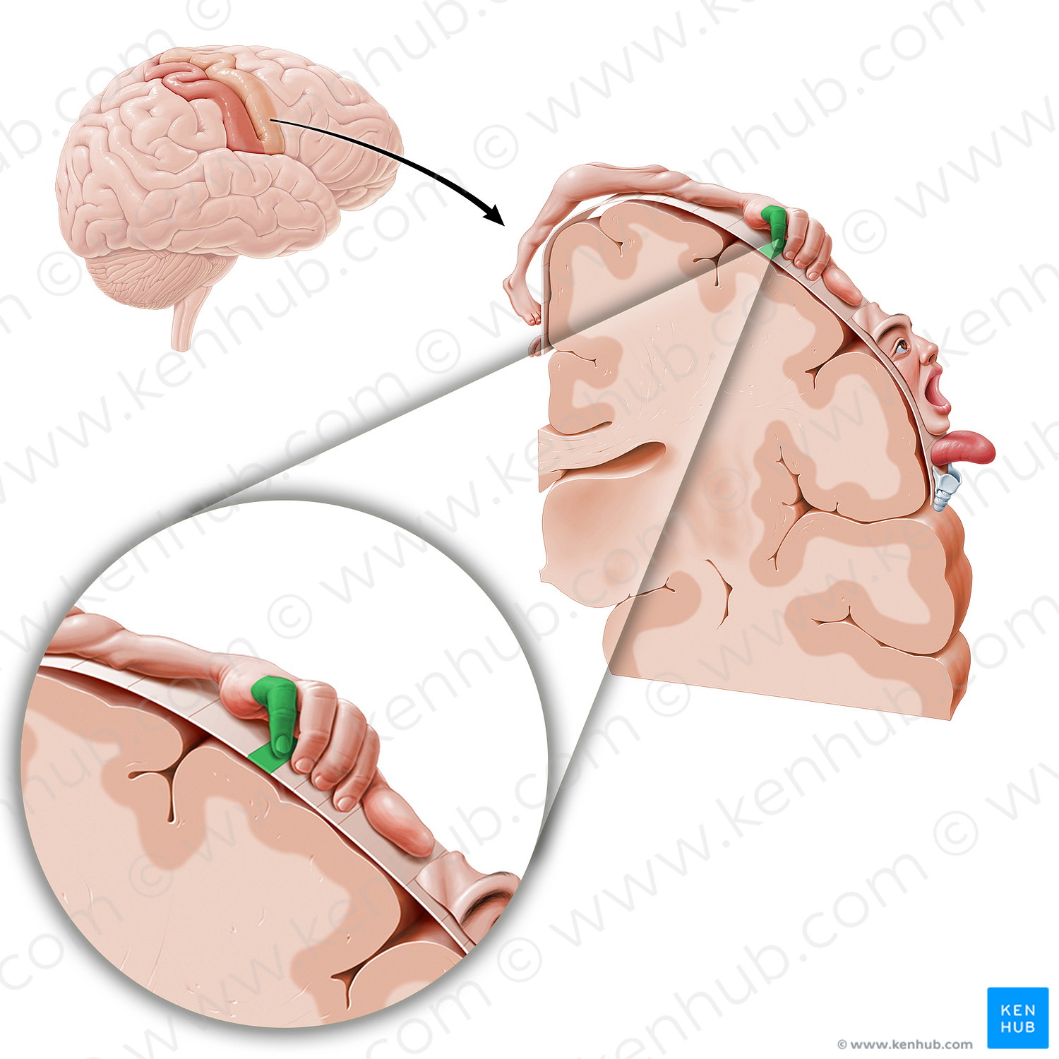 Motor cortex of little finger (#11079)