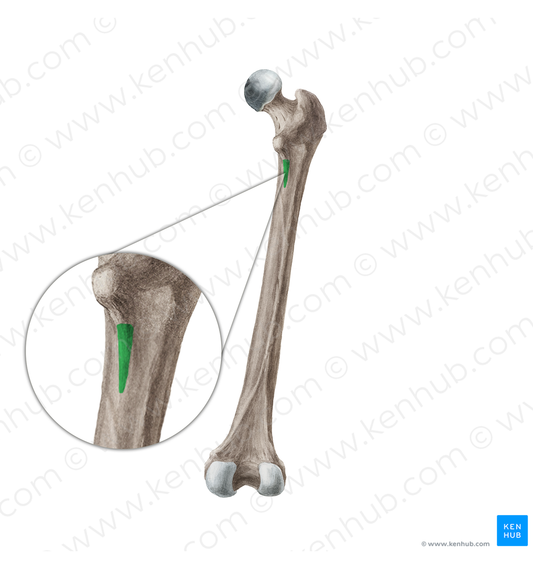 Pectineal line of femur (#19963)