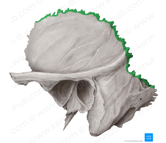 Parietal margin of temporal bone (#4948)