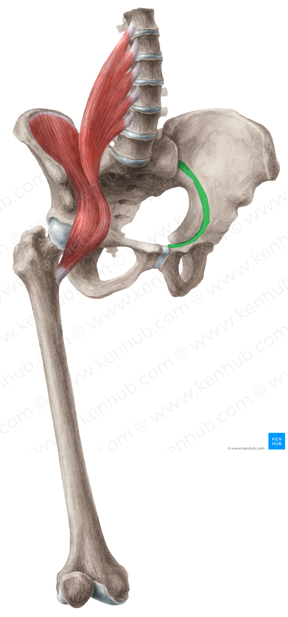 Arcuate line of ilium (#4698) – Kenhub Image License Store