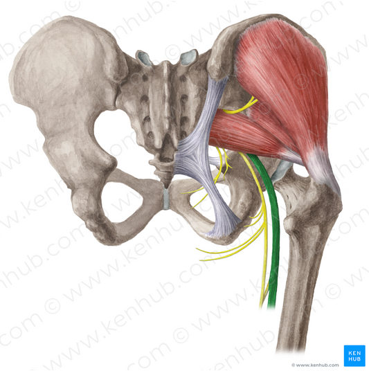 Sciatic nerve (#6493)