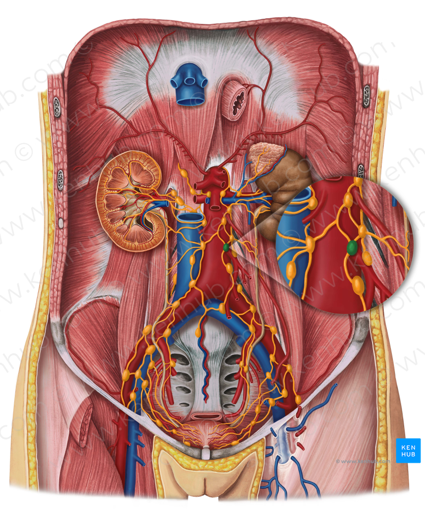 Pancreatic lymph nodes (#7064)