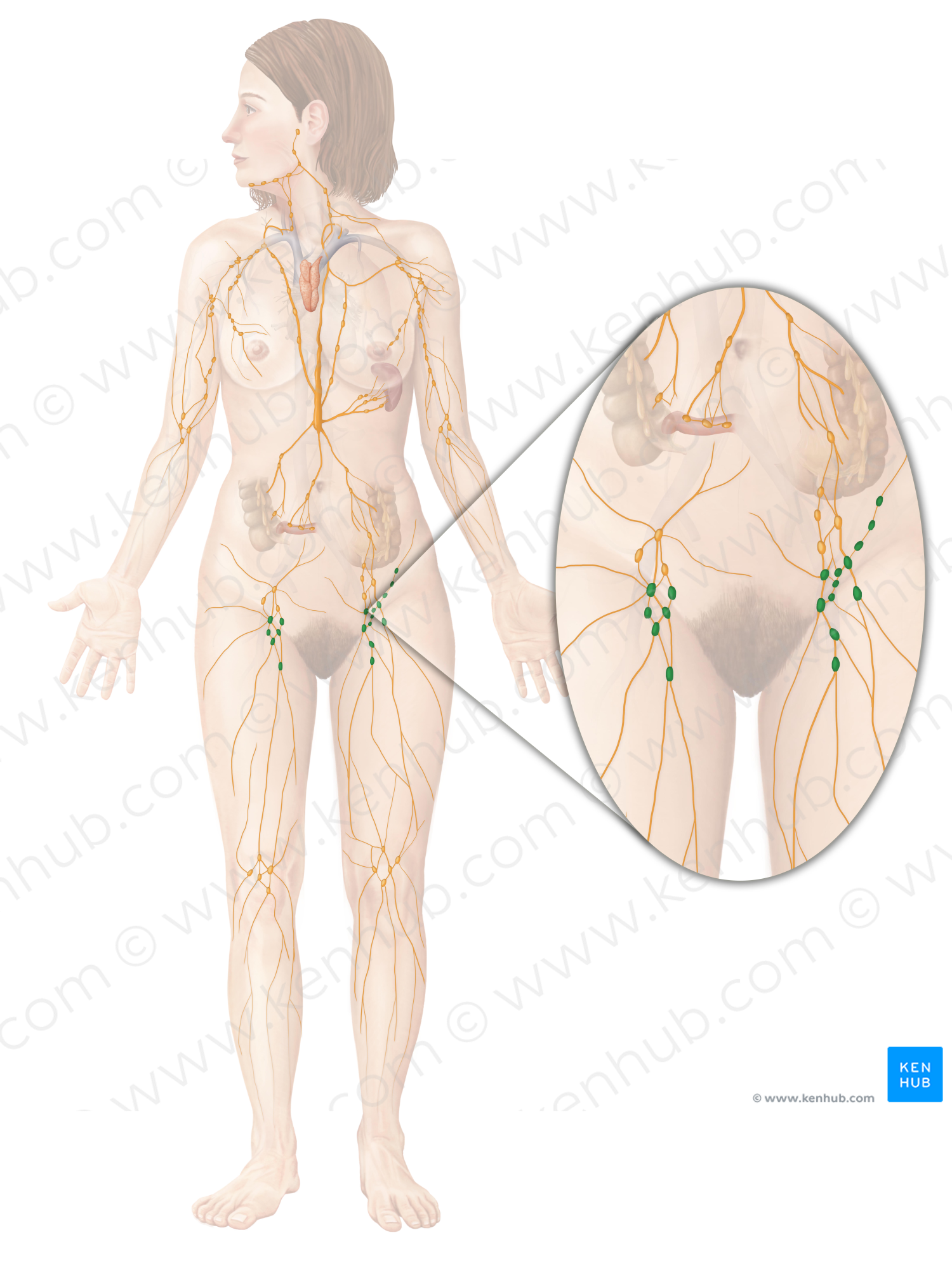 Superficial inguinal lymph nodes (#7037)