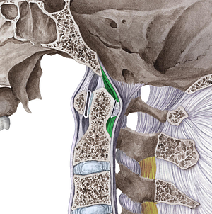 Longitudinal bands of cruciform ligament (#3597)