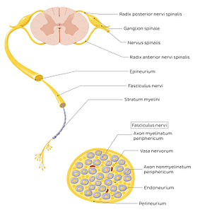 Nerve (cross section) (Latin)