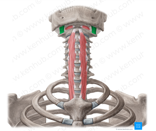 Rectus capitis lateralis muscle (#18804)