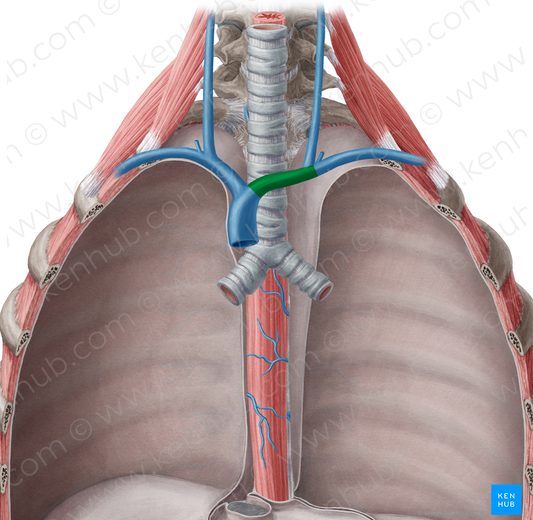 Left brachiocephalic vein (#10018)