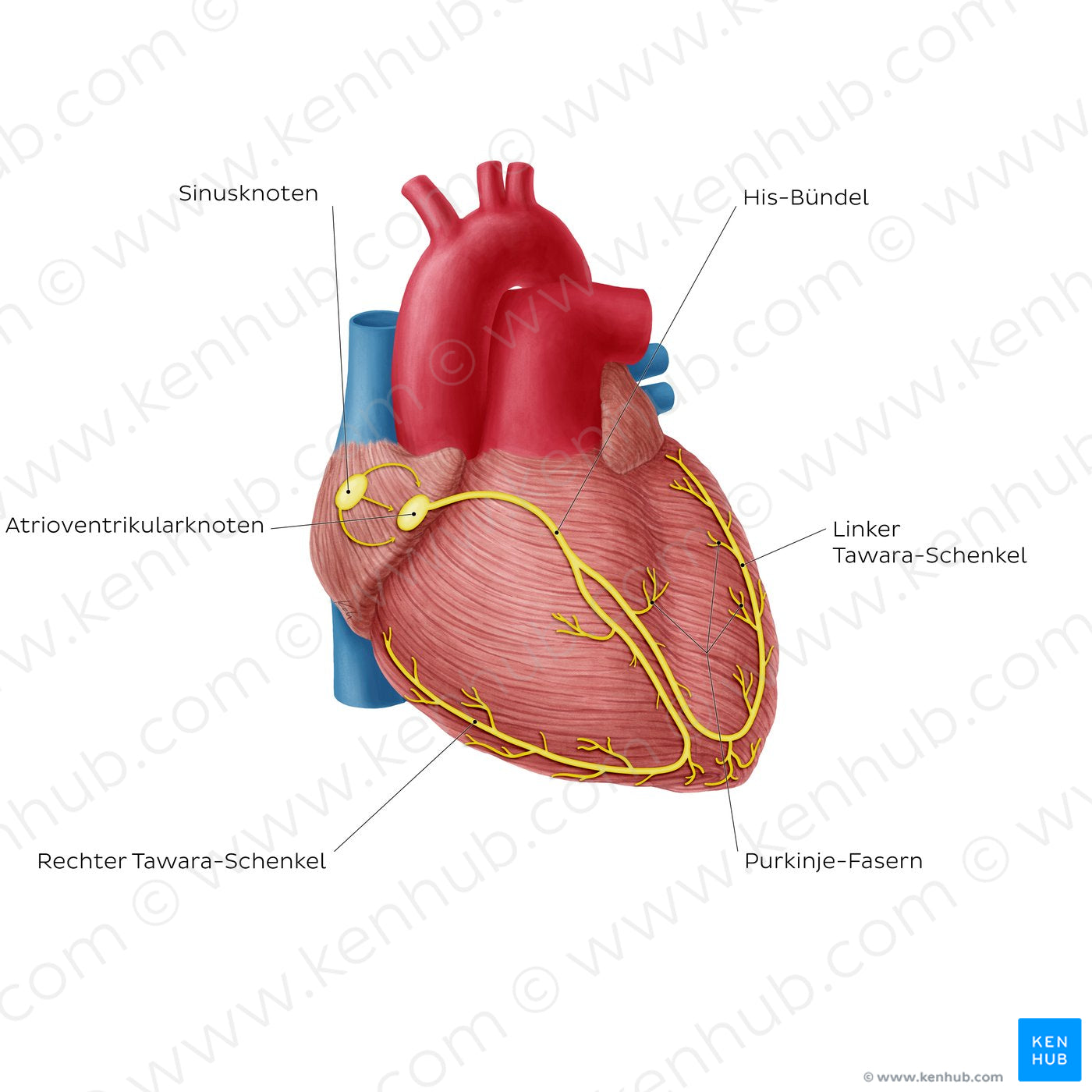 Conduction system of the heart (German)