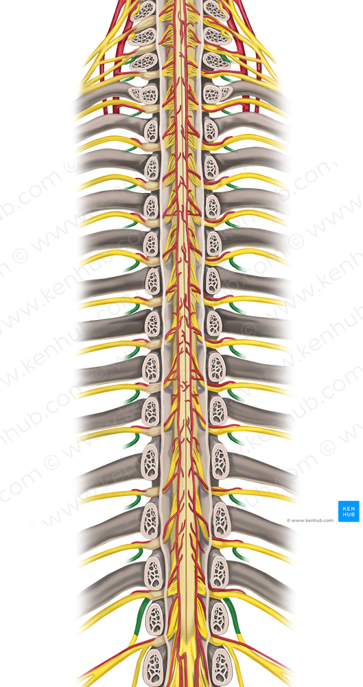 Posterior rami of spinal nerves C6-T12 (#8547)