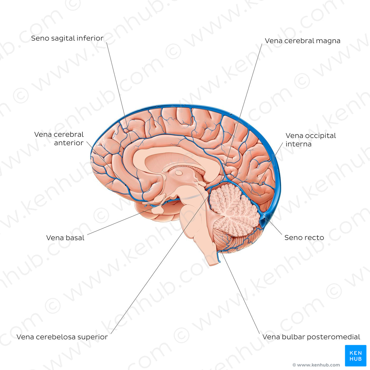 Cerebral veins - Medial view (Spanish)