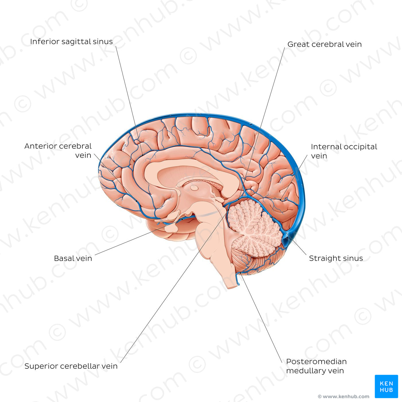 Cerebral veins - Medial view (English)