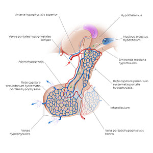 Hypophyseal portal system (Latin)